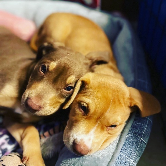 Meet your Posher - Picture 2 of 12